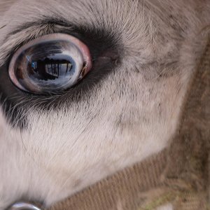 Das Auge